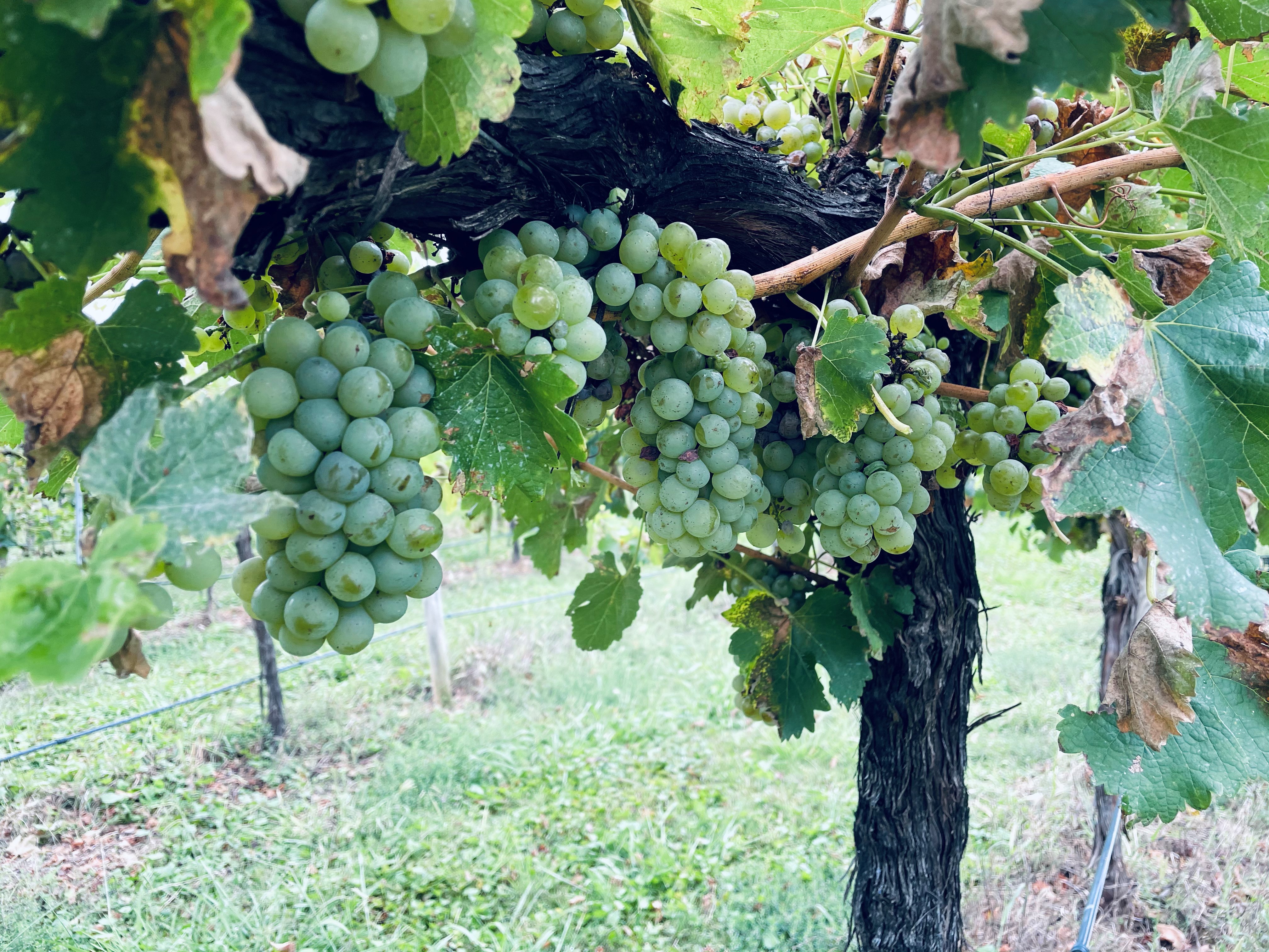 Grapes in the vineyard 